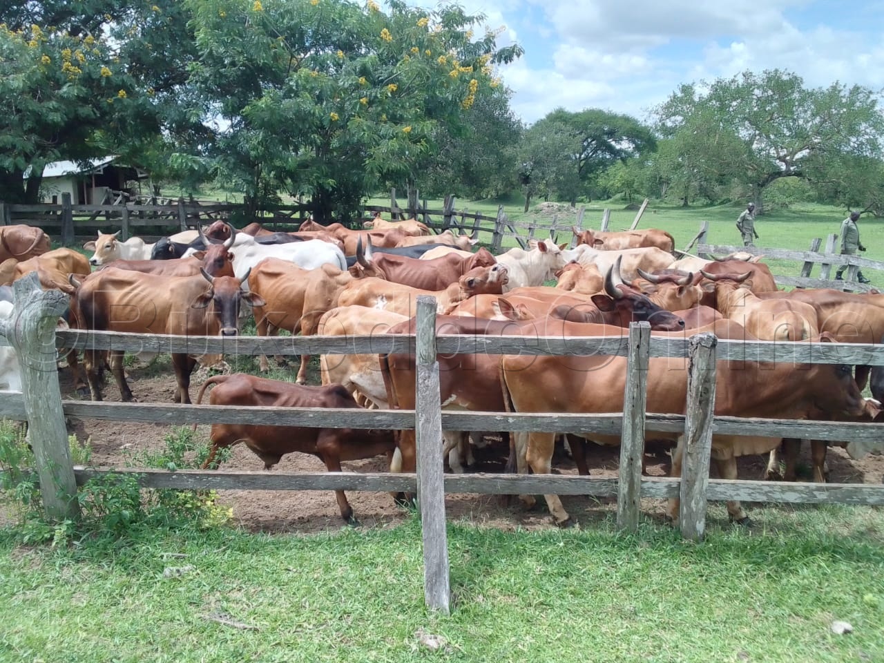 Ente poliisi ze yakutte