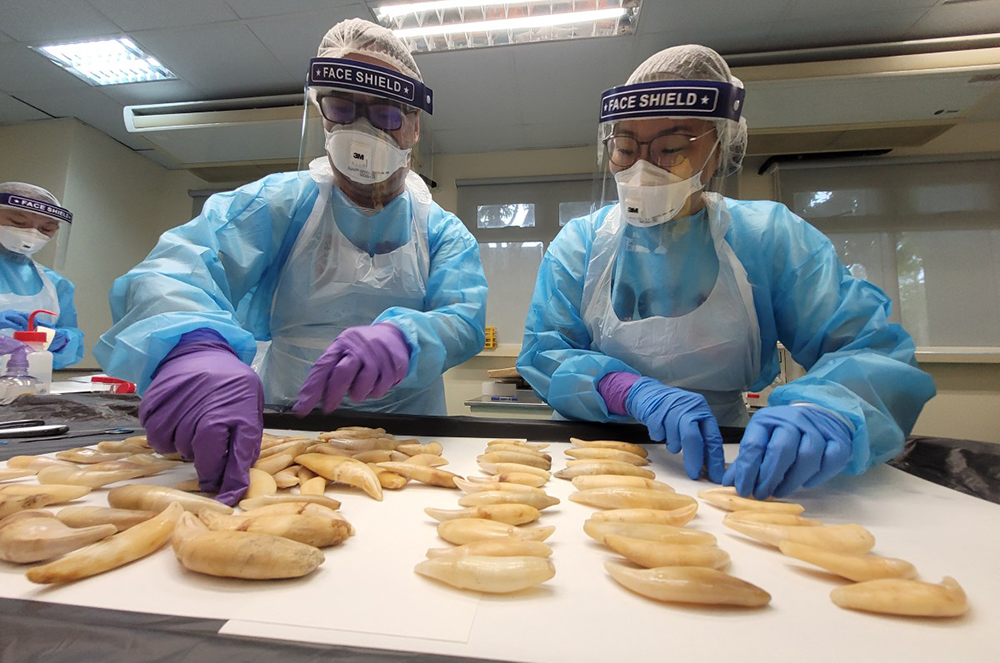 This undated handout photo released on November 18, 2025 by the National Parks Board of Singapore shows officials examining animal parts seized in Singapore, after rhino horns and other animal parts were confiscated during inspection of a shipment bound for Laos. (Credit: AFP)