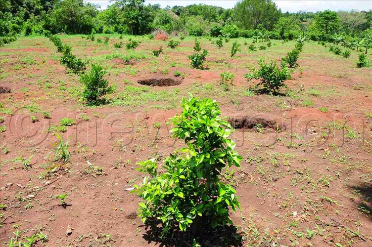 How to grow oranges New Vision Official