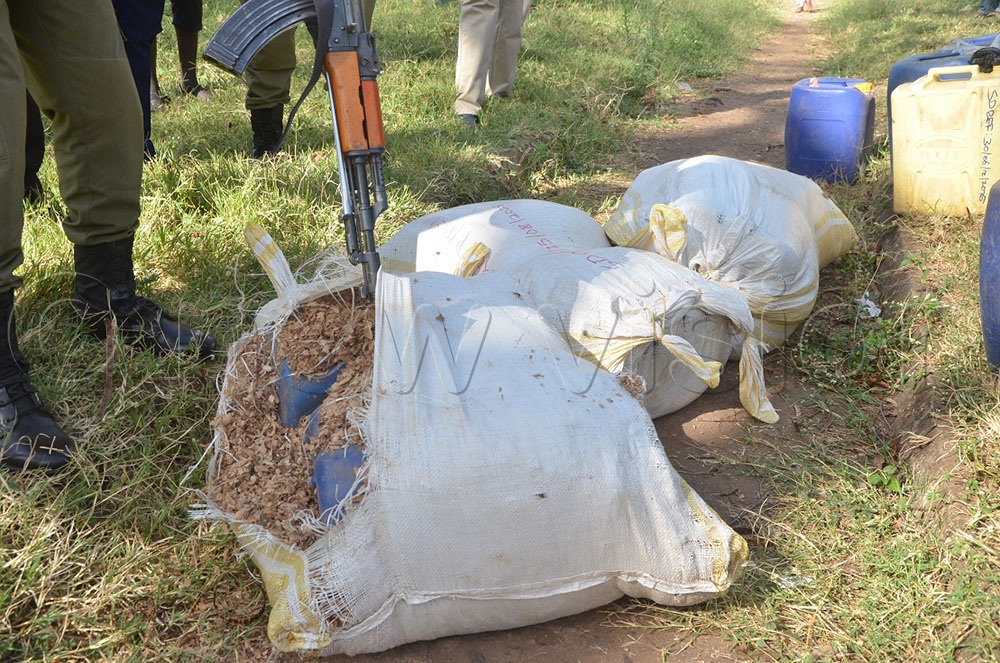 A police officer slits a gunny bag using his gun to access waragi containers concealed in sawdust. (Credit:  Olandason Wanyama)