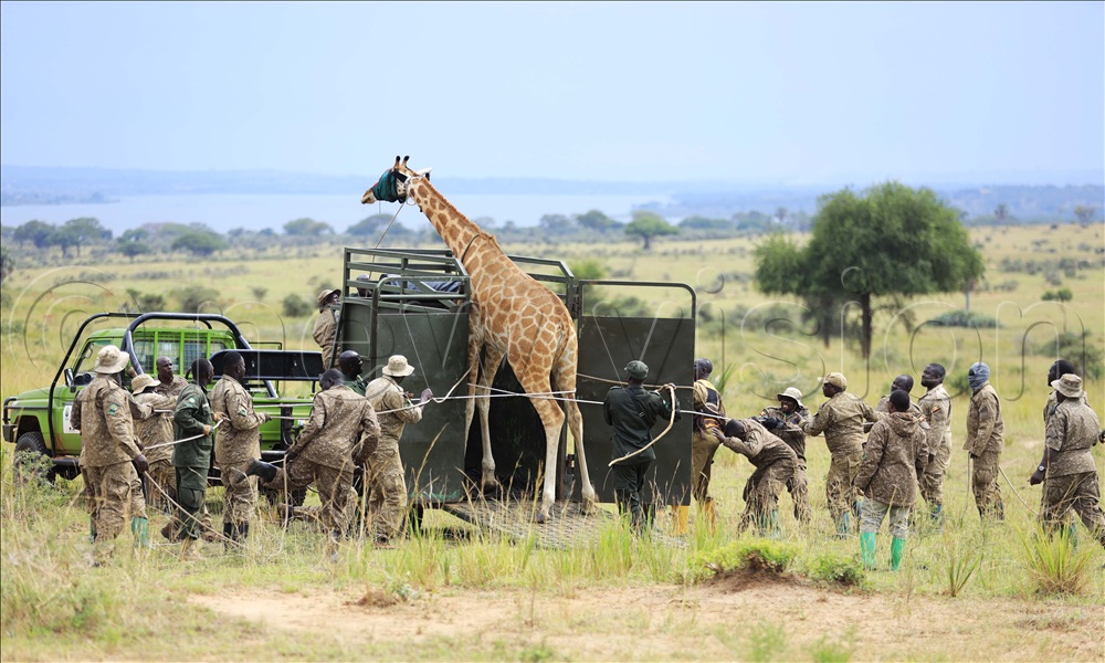 UWA rangers and veterinary doctors loading a third giraffe onto a chariot.