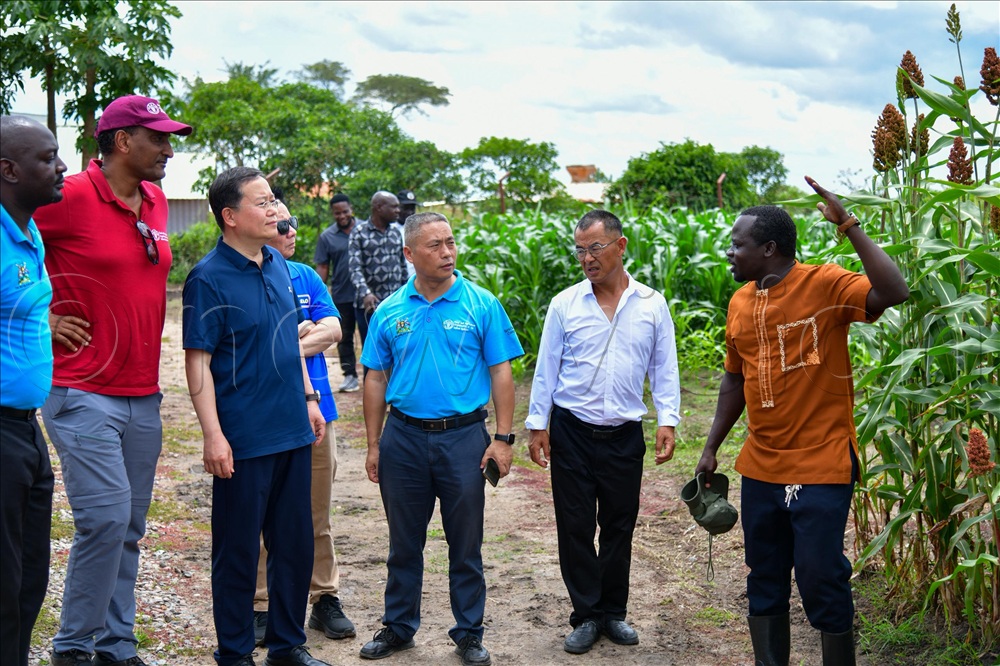 FAO team listening to an agronomist on the progress of sorghum breeds that were introduced to farmers in Luwero district.