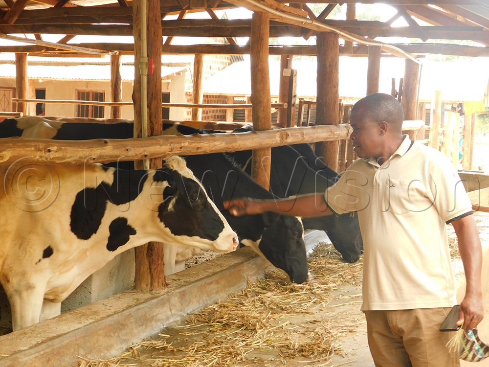 What Is A Stocker Operation For Cattle at Ricky Smith blog