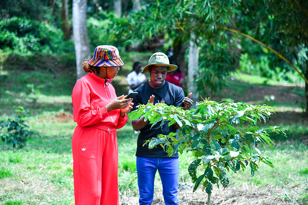 Gad Okedi, a youth forestor explaining to Eva Ntara from FAO how the digital tool can help monitor the health status of a tree or plant in Kitubulu Central Forest Reserve reserve