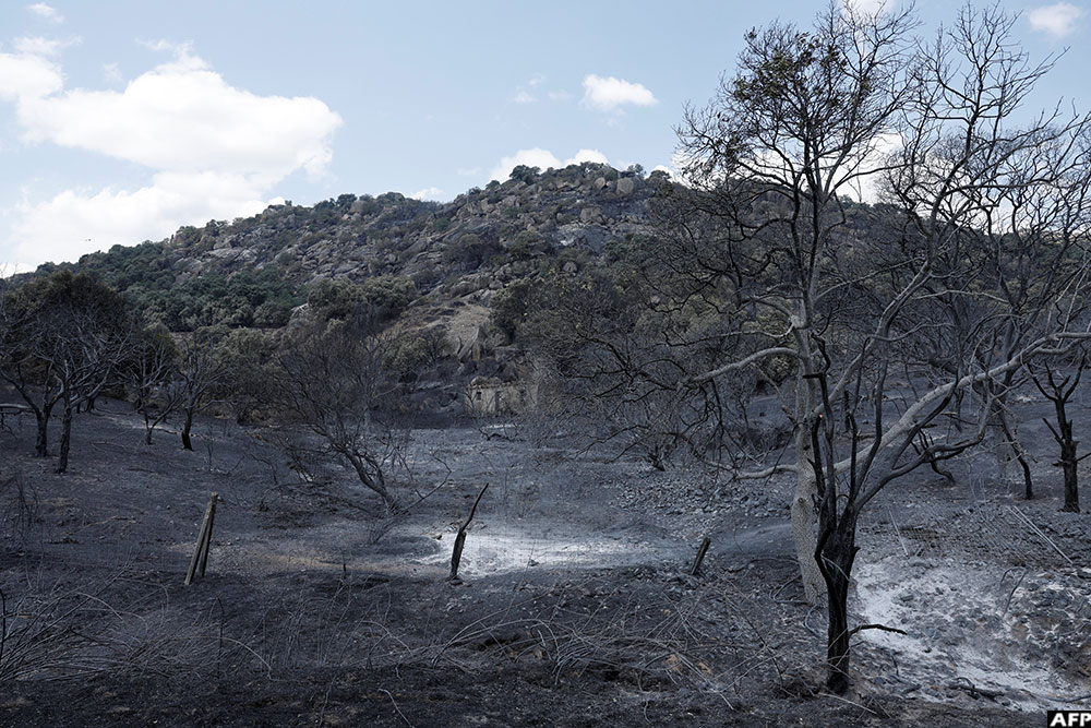 A view of a burnt landscape between Colmenar del Arroyo y Chavelas, 50 kms west of Madrid, amid wildfires that have burned up to 25,000 hectares. (AFP)