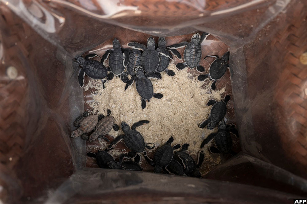 Green sea turtle hatchlings are seen inside a container prior to their release at a conservation center on Mataking Island in Semporna. (AFP)