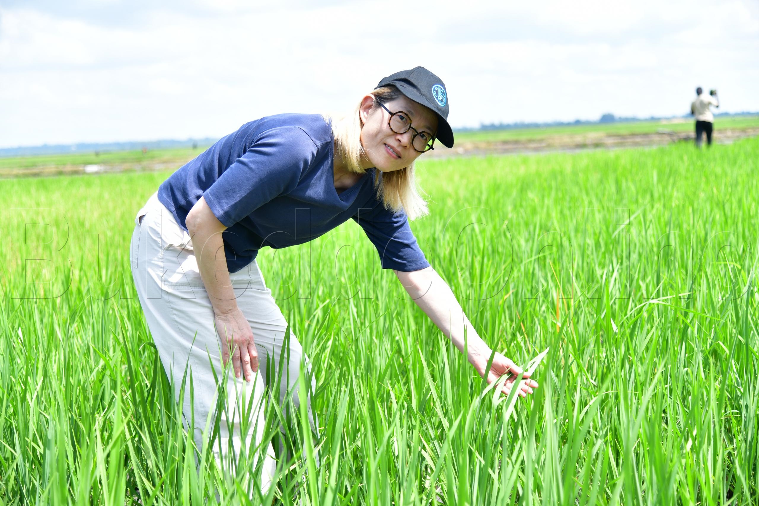 Matiko Taguchi omukungu we Kitongole Kya FAO nga alaga ekika kyomuceere ekipya mu bitundu bya Butaleja