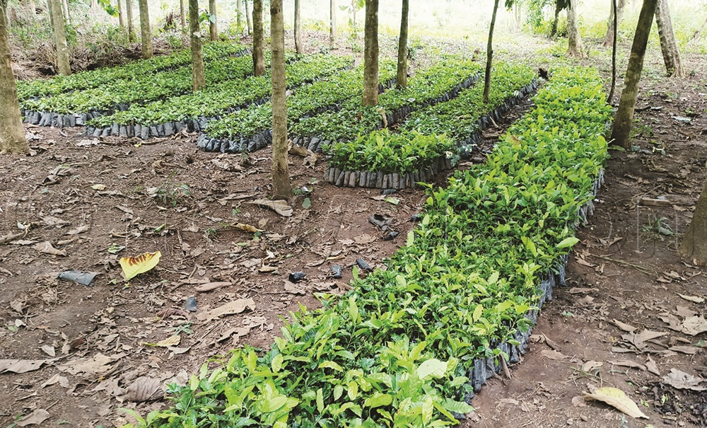 Some of the seedlings that Ojok was contracted to supply to farmers in Nwoya district by agriculture ministry.