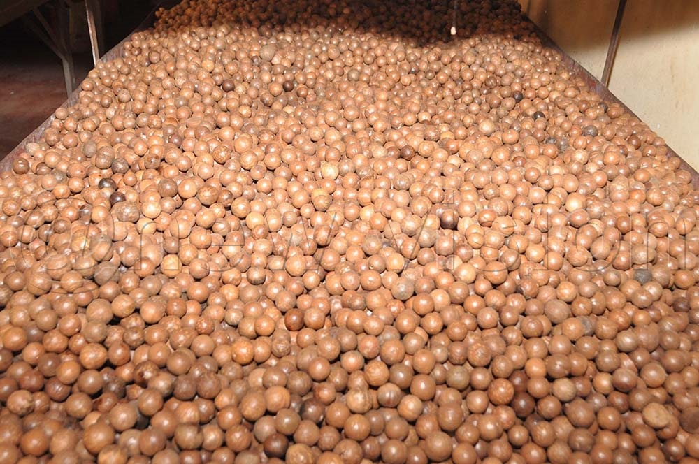 IN PICTURES Ugandans urged to embrace macadamia nuts growing New