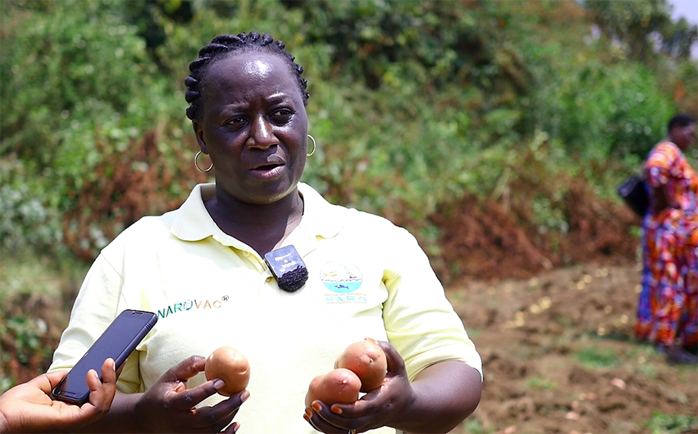 Dr Prossy Namugga, A Naro Potato Breeder, With Some Of The New Potato Variaties Being Harvested In Kabale. (Courtesy)