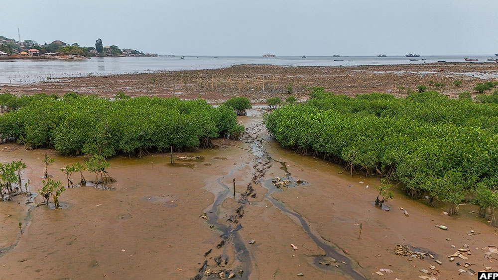 This aerial view shows mangroves recently reforested by the Freetown City Council in White Man's Bay, Freetown, on April 11, 2026