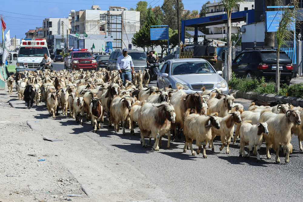 A shepherd displaced by the fighting leads his herd along a road in Tyre as he returns to his home village in southern Lebanon on June 15, 2026. (AFP)