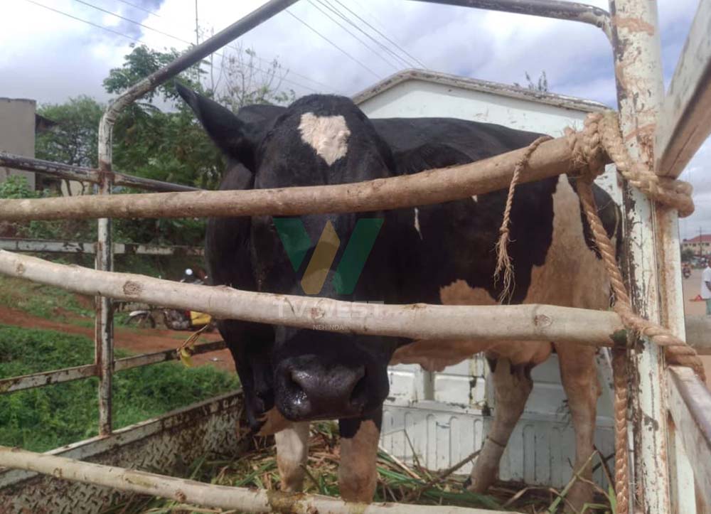 Ente y'enyibaano eyashangwa omu motoka egi..(Photo by Phillip Murangira)