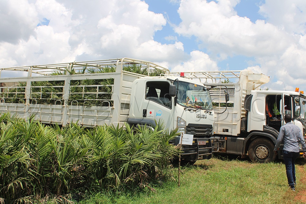 Minister of State for Agriculture Hon. Fred Bwino Kyakulaga flags off vehicles carrying oil palm seedlings to farmers in the Mayuge hub. (Credit: Betty Angatai) 
