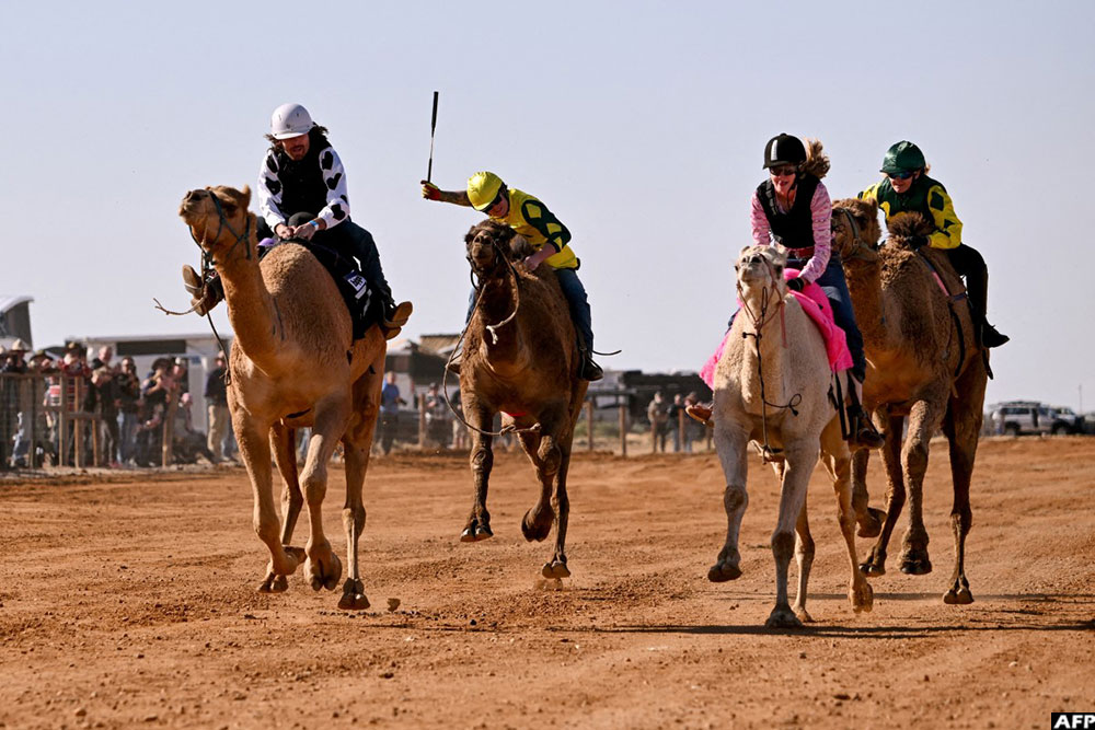 Jockey Patrick Dennis (L) riding camel Young Gun to victory in the Marree Australasian Camel Cup in the South Australian outback town of Marree.