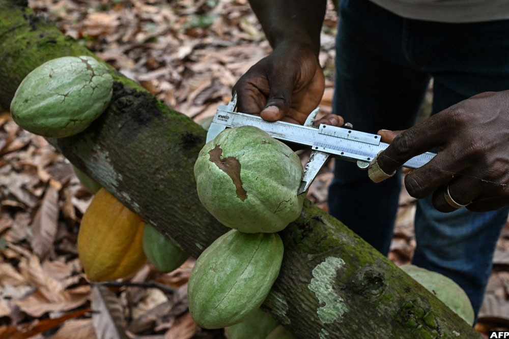 Ivory Coast's economy depends on the cocoa, which accounts for 15 percent of GDP