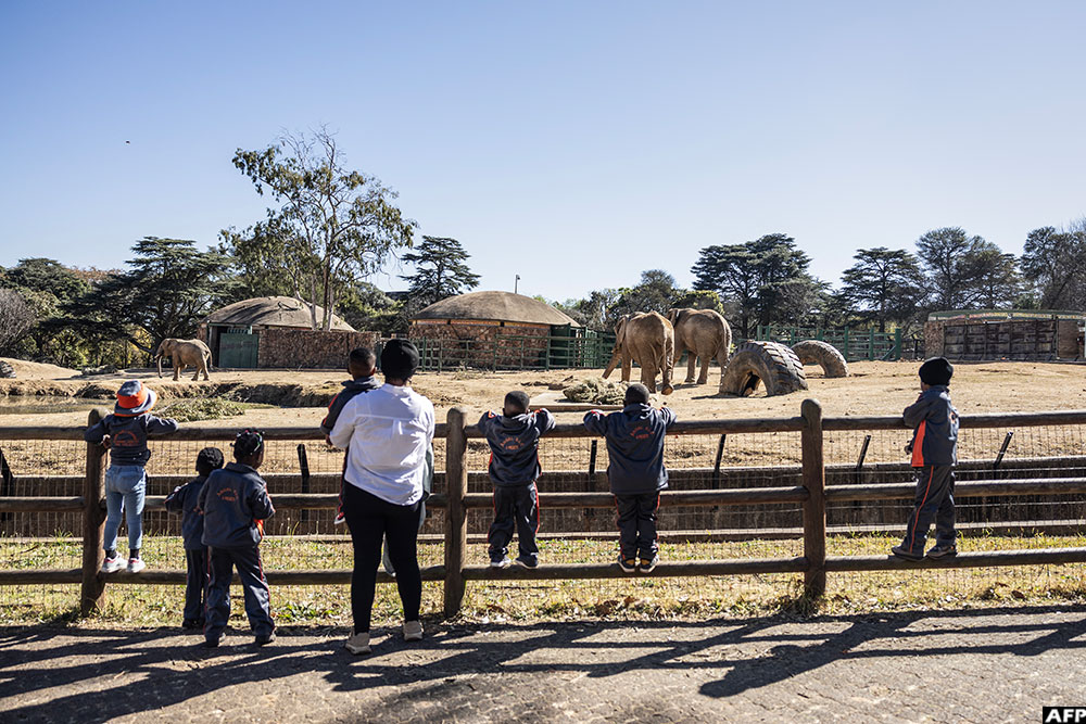 Schoolchildren and their teacher watch as Johannesburg Zoo's remaining elephants move within the enclosure in Johannesburg 