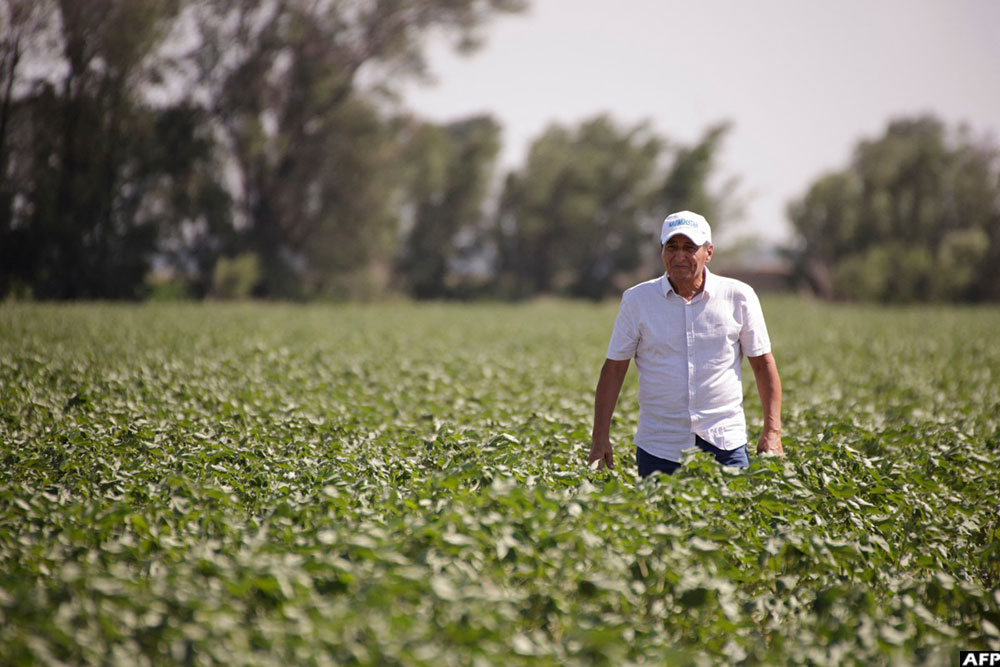 Farmer Fakhriddin Zakirov walks in his drought-hit cotton field in the Sauran district of the Turkistan region