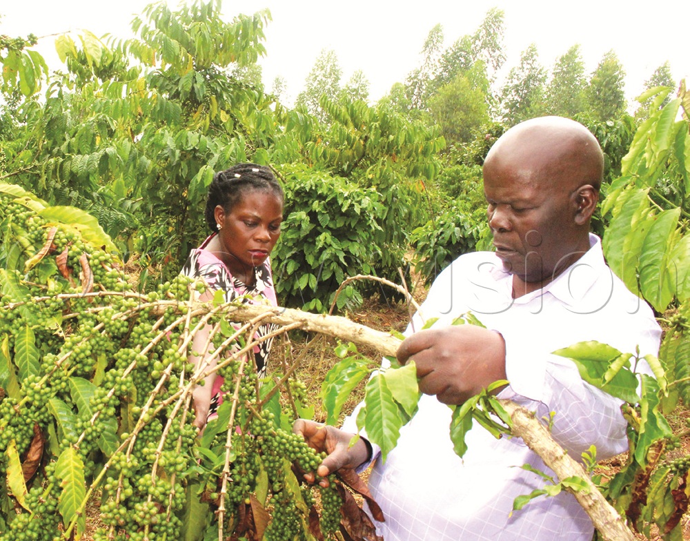 Kyeyago’s 14-acre sugarcane and four acre coffee plantations are located at his ancestral home in Lwamula village, Mayuge district.