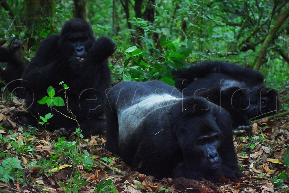 Gorillas of Rushegura family in Buhoma sector of Bwindi national park, led by the Silverback Kabukojo. (Photo by Julius Luwemba)