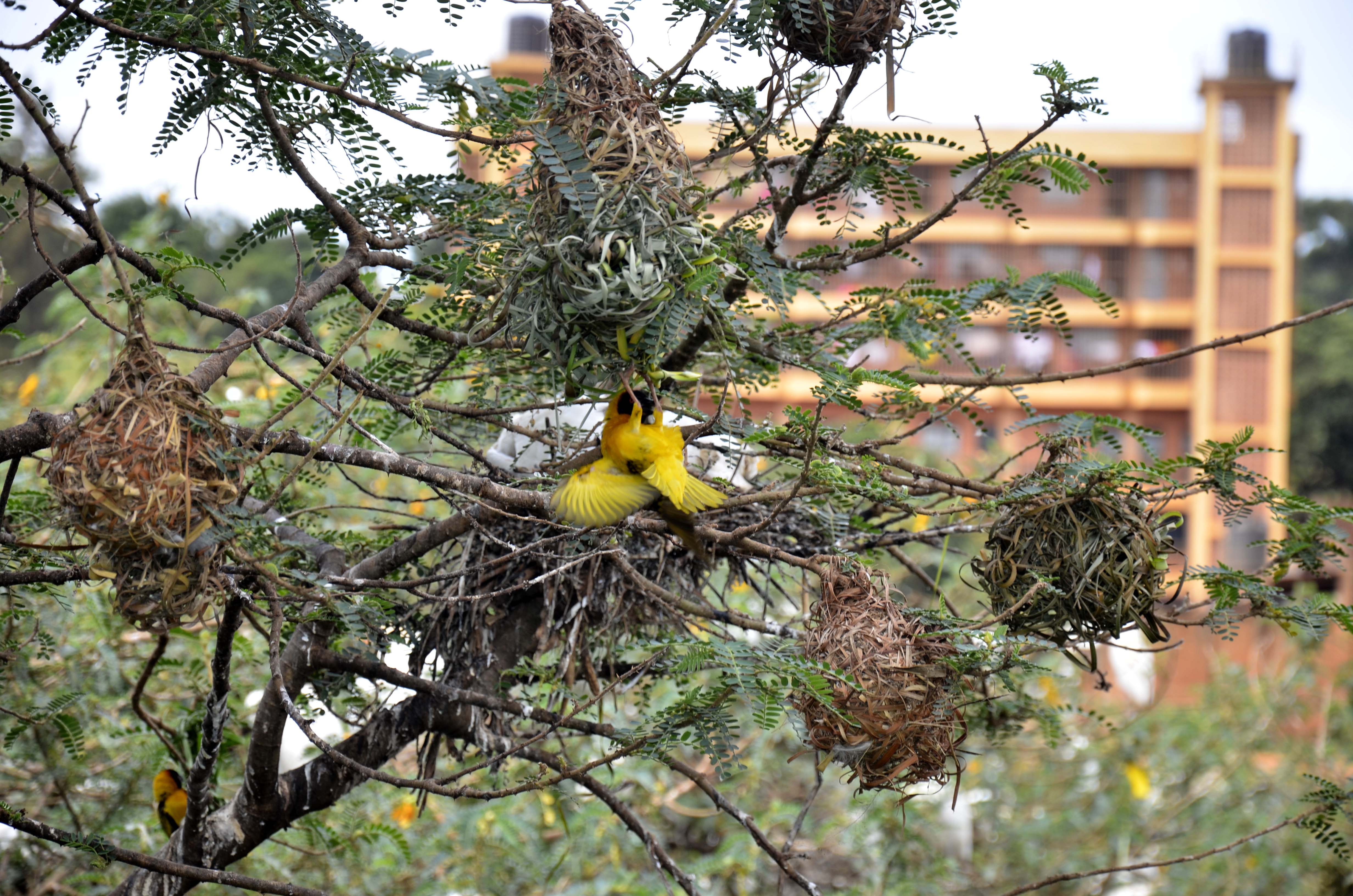 Weaver birds and Cattle Egrets that live in trees. (Photo By Isaac Nuwagaba)