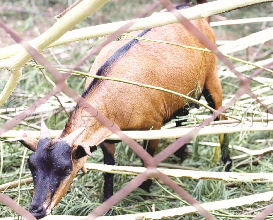 The Kasolwe brown goat has a black mane running from its face to tail.