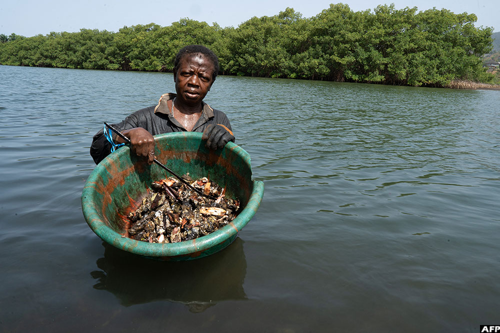 Milicent Turay collects oysters at Number Two River amongst the mangroves in Freetown