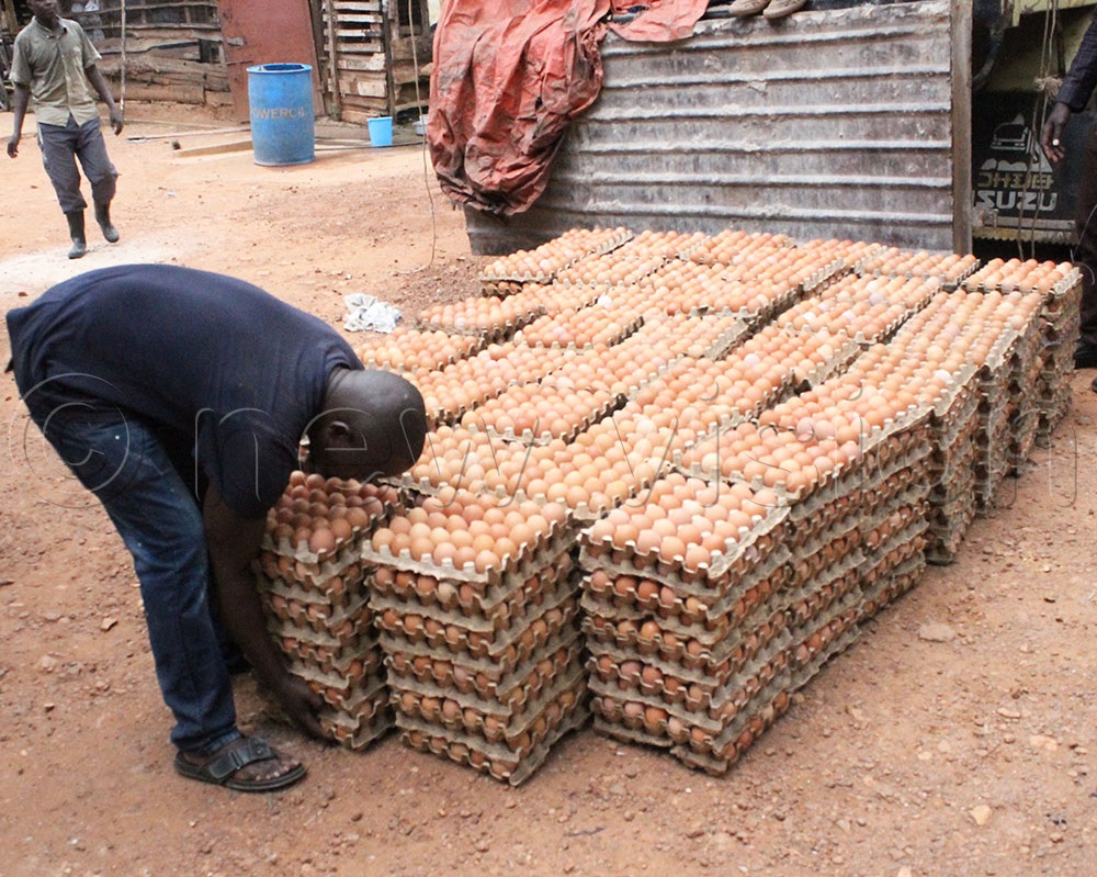 Egg production at one of the prominent poultry farms at Namugongo. 