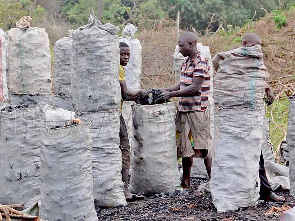 Charcoal prices continue to rise in October November inflation New