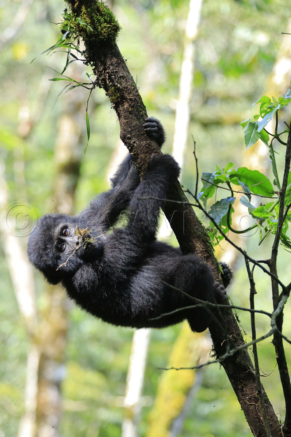 A baby gorilla of Posho family swinging by the tree in Bwindi National Park. (Photo by Julius Luwemba)