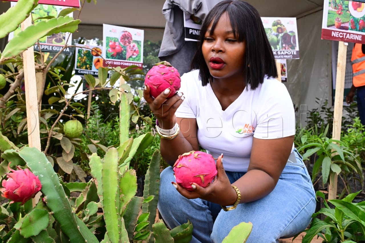 Mbabazi ng'alaga dragon fruit eziyiza kkansa ne ssukaali