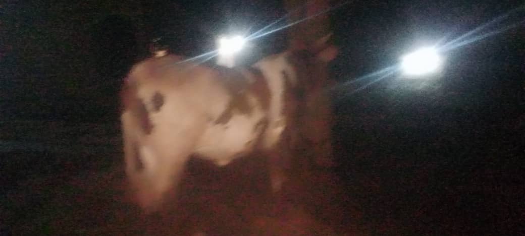 Ente egambibwa okuba enzibe