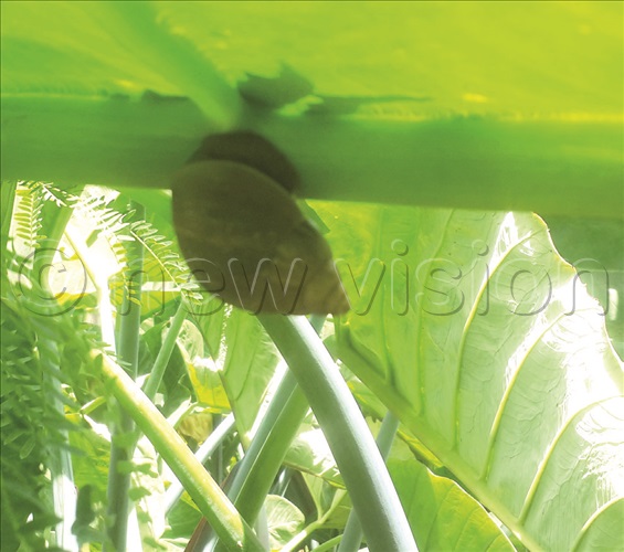 How to rid your garden of snails New Vision Official