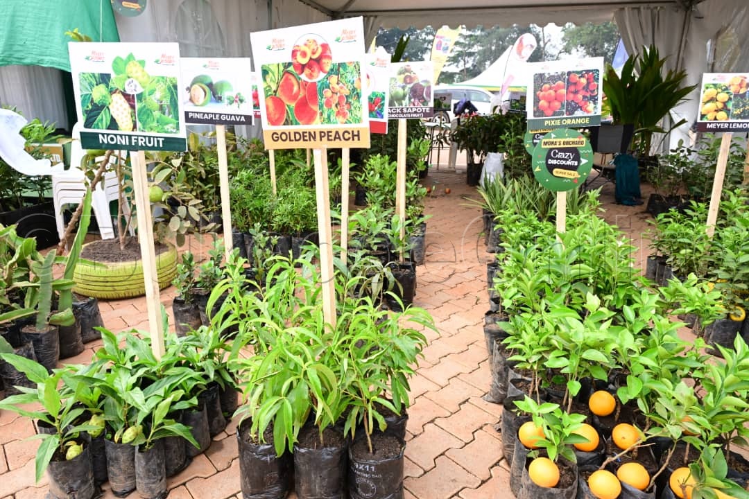 Ebimu ku bibala bye balima. 