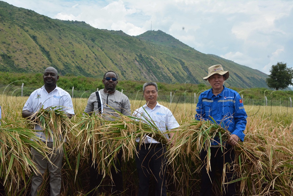 CNOOC vice president Ma Peixin (R), Peter Muyimbo (L) agriculture ministry officer, and Peter Banura, the Kikuube district Chairperson harvesting Rice at CNOOC'S Demo garden. (Credit: Peter Abaanabasazi)
