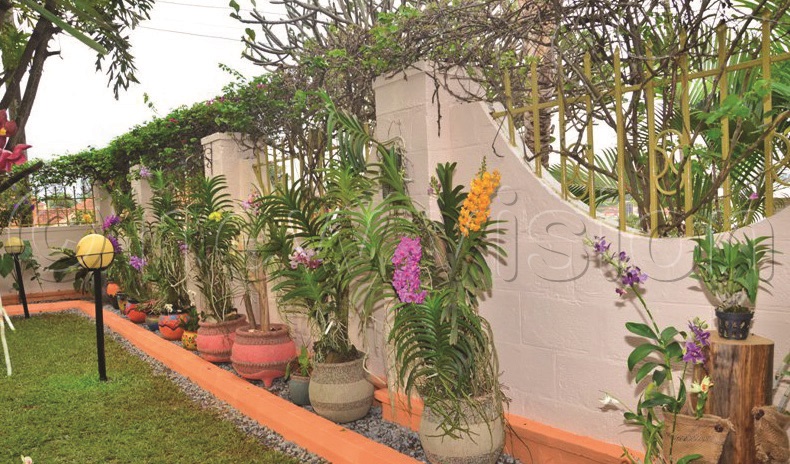 Masiko’s orchids bring colour to the home.