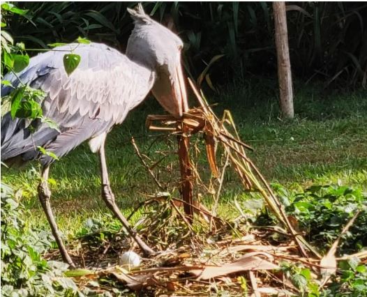 The Shoe bill at UWEC reorganises the nest to create a better incubation environment. (Courtesy photo)