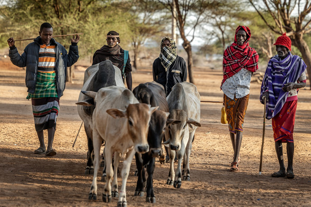 Samburu pastoralists arrive with cows at a livestock market, where various animals including camels are traded, in Merille, on September 30, 2025.