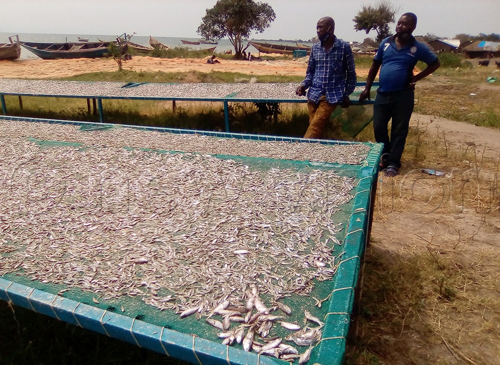 Fishermen watching over their mukene (silverfish) dry at the shores of Lake Albert in Kaiso Landing site. (Photo by Peter Abaanabasazi)