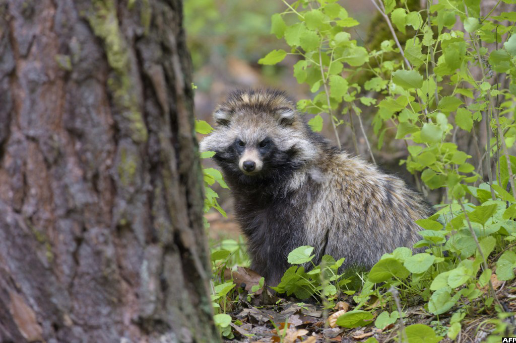 Raccoon dog data sparks new debate about COVID origins - New Vision